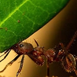 Como as formigas conseguem carregar objetos maiores e mais pesados do que elas?